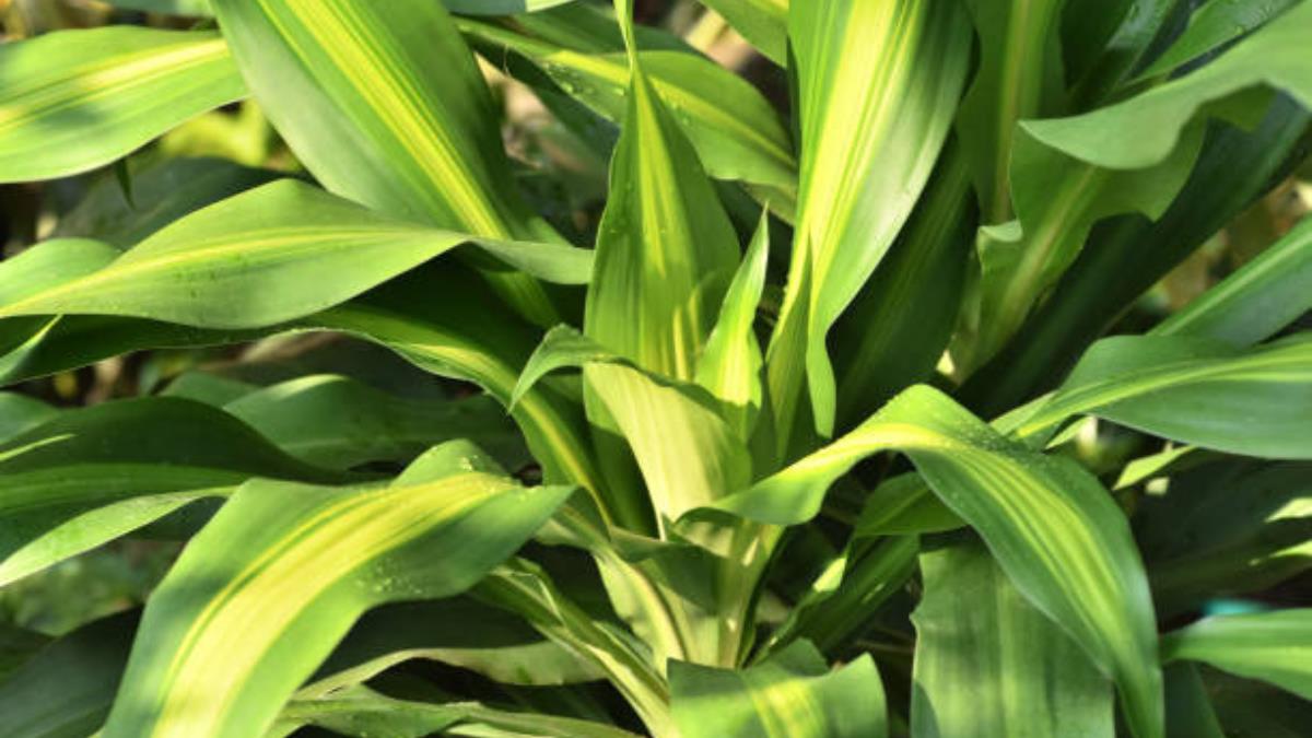 El truco de expertos en jardinería para curar las hojas amarillas del palo de agua